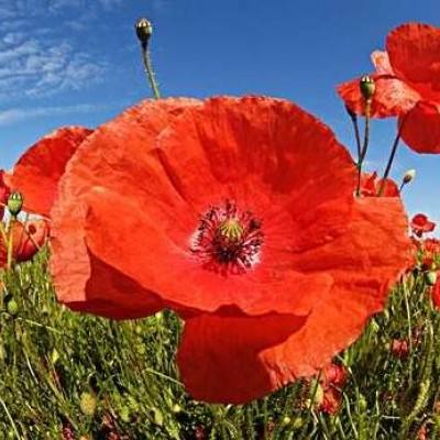 助赢软件手机app下载